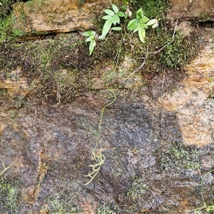 Drosera binata at Robertson, NSW - 26 Oct 2024