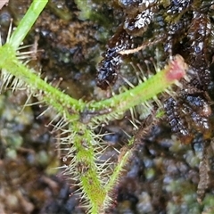 Drosera binata at Robertson, NSW - 26 Oct 2024