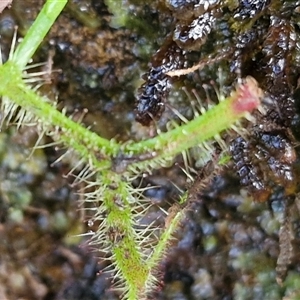 Drosera binata at Robertson, NSW - 26 Oct 2024