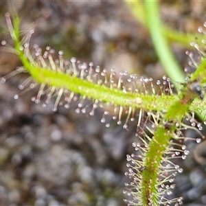 Drosera binata at Robertson, NSW - 26 Oct 2024