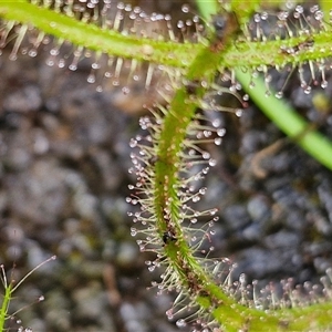 Drosera binata at Robertson, NSW - 26 Oct 2024