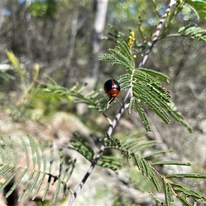 Dicranosterna immaculata at Burrinjuck, NSW - 26 Oct 2024