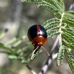 Dicranosterna immaculata at Burrinjuck, NSW - 26 Oct 2024