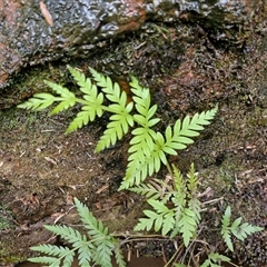 Todea barbara (King Fern) at Robertson, NSW - 26 Oct 2024 by trevorpreston