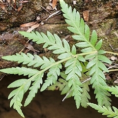 Todea barbara at Robertson, NSW - suppressed