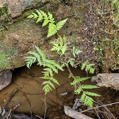 Todea barbara at Robertson, NSW - suppressed