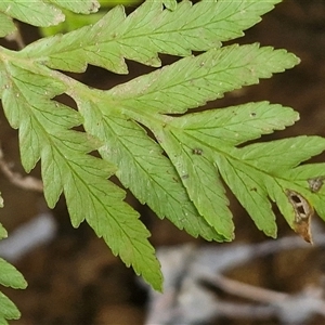 Todea barbara at Robertson, NSW - suppressed