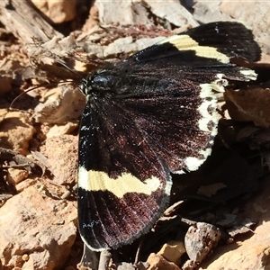 Eutrichopidia latinus at Chiltern, VIC - 26 Oct 2024 08:05 AM