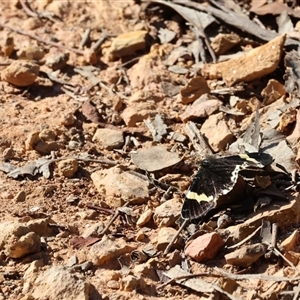 Eutrichopidia latinus at Chiltern, VIC - 26 Oct 2024