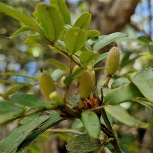 Eucryphia moorei at Robertson, NSW - 26 Oct 2024