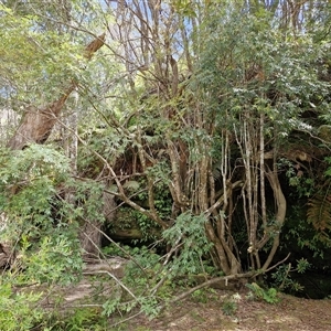 Eucryphia moorei at Robertson, NSW - 26 Oct 2024