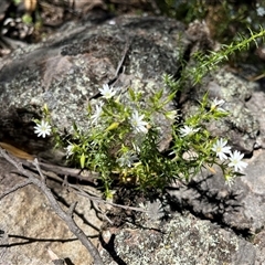 Stellaria pungens (Prickly Starwort) at Burrinjuck, NSW - 26 Oct 2024 by sduus