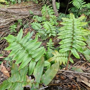 Blechnum wattsii at Robertson, NSW - 26 Oct 2024