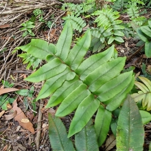 Blechnum wattsii at Robertson, NSW - 26 Oct 2024