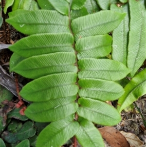 Blechnum wattsii at Robertson, NSW - 26 Oct 2024