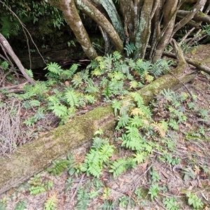 Blechnum wattsii at Robertson, NSW - 26 Oct 2024