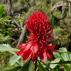 Telopea speciosissima (NSW Waratah) at Robertson, NSW - 26 Oct 2024 by trevorpreston