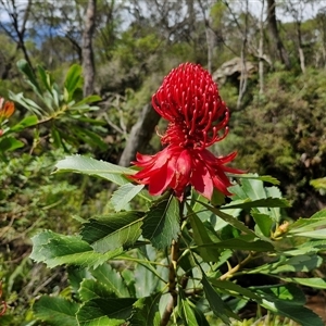 Telopea speciosissima at Robertson, NSW - suppressed