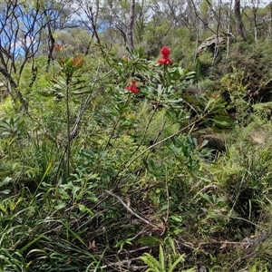 Telopea speciosissima at Robertson, NSW - suppressed