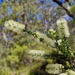 Melaleuca squarrosa at Robertson, NSW - 26 Oct 2024