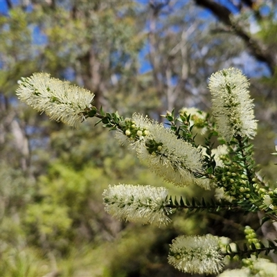 Melaleuca squarrosa (Bottle-brush Teatree) at Robertson, NSW - 26 Oct 2024 by trevorpreston