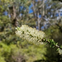 Melaleuca squarrosa at Robertson, NSW - 26 Oct 2024