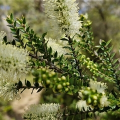 Melaleuca squarrosa at Robertson, NSW - 26 Oct 2024