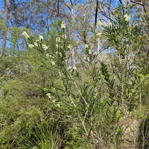 Melaleuca squarrosa at Robertson, NSW - 26 Oct 2024 02:31 PM