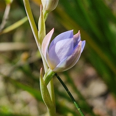 Thelymitra sp. at Robertson, NSW - 26 Oct 2024 by trevorpreston