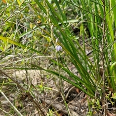 Thelymitra media at Robertson, NSW - suppressed