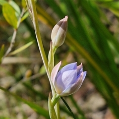 Thelymitra media at Robertson, NSW - suppressed