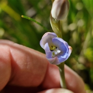 Thelymitra media at Robertson, NSW - suppressed