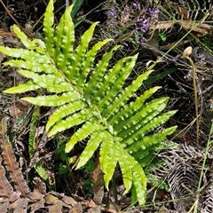 Blechnum camfieldii at Robertson, NSW - 26 Oct 2024 by trevorpreston