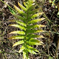 Blechnum camfieldii at Robertson, NSW - 26 Oct 2024 02:28 PM