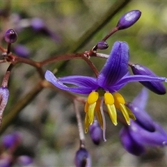 Dianella revoluta var. revoluta at Robertson, NSW - 26 Oct 2024 by trevorpreston