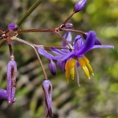 Dianella sp. at Robertson, NSW - 26 Oct 2024