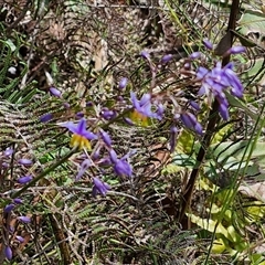 Dianella sp. at Robertson, NSW - 26 Oct 2024 02:28 PM