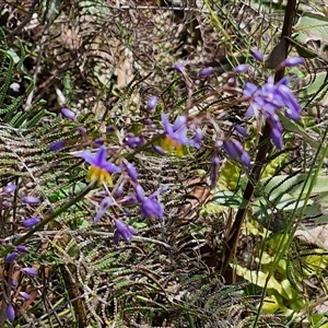 Dianella sp. at Robertson, NSW - 26 Oct 2024