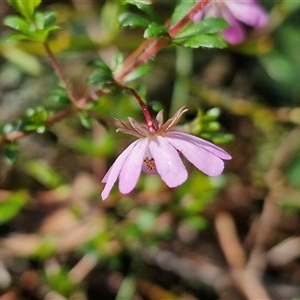 Bauera rubioides at Robertson, NSW - 26 Oct 2024