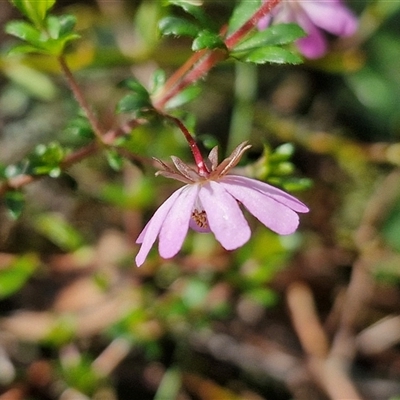 Bauera rubioides (Wiry Bauera) at Robertson, NSW - 26 Oct 2024 by trevorpreston