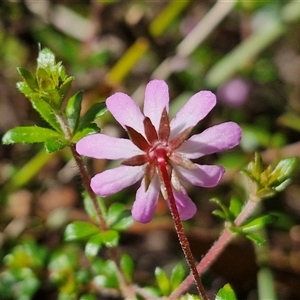 Bauera rubioides at Robertson, NSW - 26 Oct 2024