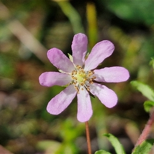 Bauera rubioides at Robertson, NSW - 26 Oct 2024