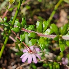 Bauera rubioides at Robertson, NSW - 26 Oct 2024