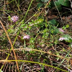 Bauera rubioides at Robertson, NSW - 26 Oct 2024