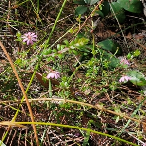 Bauera rubioides at Robertson, NSW - 26 Oct 2024