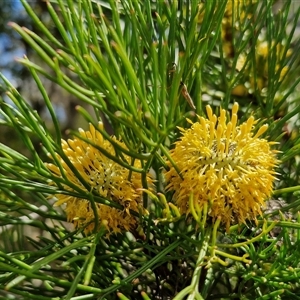 Isopogon anethifolius at Robertson, NSW - 26 Oct 2024