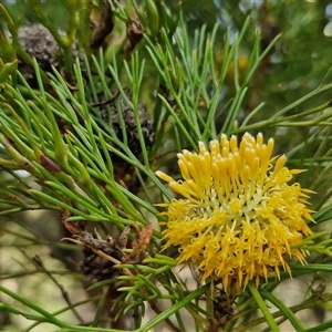 Isopogon anethifolius at Robertson, NSW - 26 Oct 2024