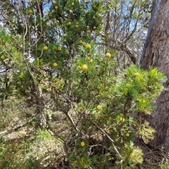 Isopogon anethifolius at Robertson, NSW - 26 Oct 2024 02:25 PM