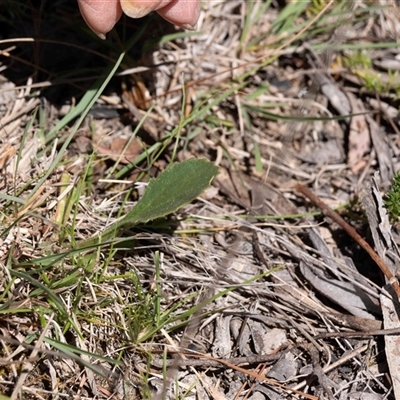 Unverified Plant at Kowen, ACT - 26 Oct 2024 by Untidy