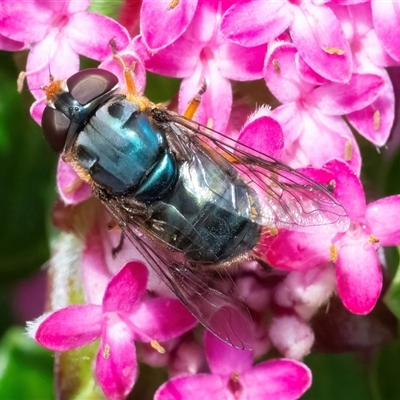 Syrphidae (family) (Unidentified Hover fly) at Acton, ACT - 25 Oct 2024 by WHall